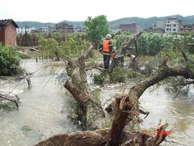 15米大树横卧河中央　消防员化险为夷