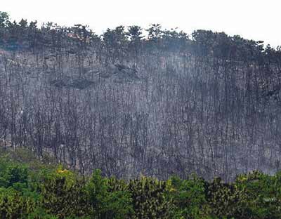 山东老虎山10余亩山林被烧光（组图）
