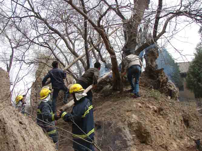 百年古树遭遇烈火 天水消防奋力扑救/图