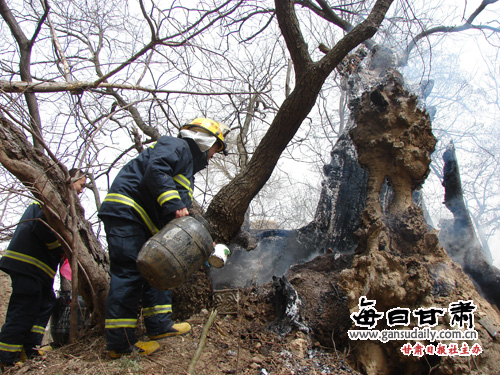 百年古树遭遇烈火烧身 消防奋力扑救