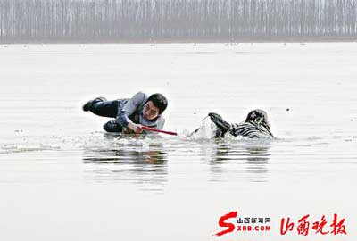 组图：小伙湿地冒险卧冰营救落水女孩