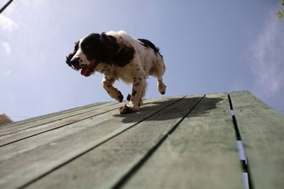 组图：宁夏消防搜救犬分队正式投入执勤