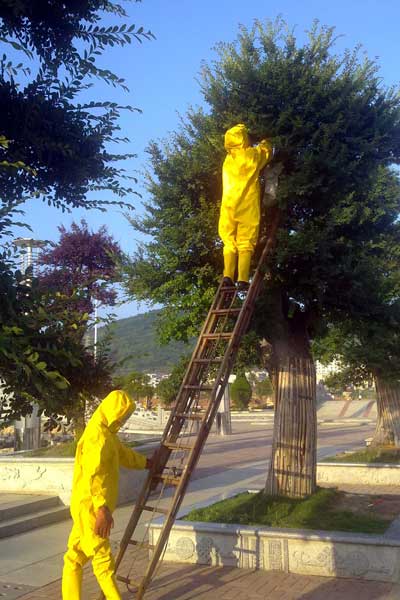 渡江广场马蜂窝扰民 瓮安消防架梯套取