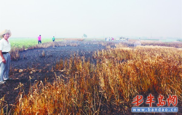 六亩熟小麦被烧光 疑是邻地烧麦茬引起