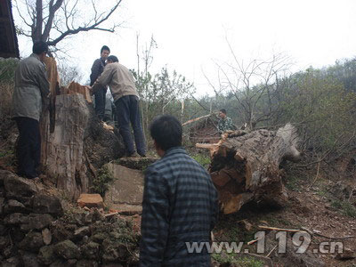 组图：百年枯树倾斜危民房 军民联合救援