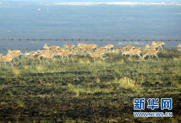 蒙古国发生草原大火 大量黄羊突入我国