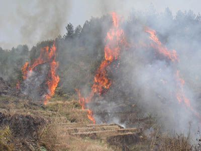 贵州道真山火毁林500亩 烧毁树木20万棵