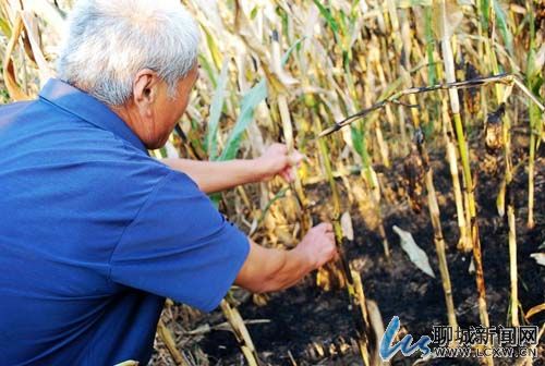 聊城50亩玉米地遭火烤 起火原因正在调查