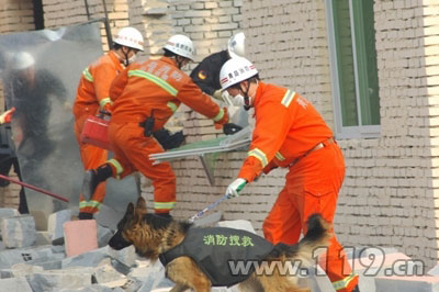 揭秘青岛消防搜救犬基地 用鼻子战斗的英雄