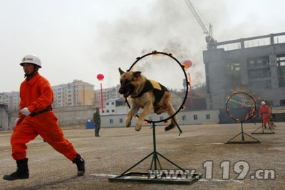 揭秘青岛消防搜救犬基地 用鼻子战斗的英雄