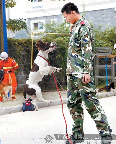 消防搜救犬的“狗爸”包办吃喝拉撒（图）