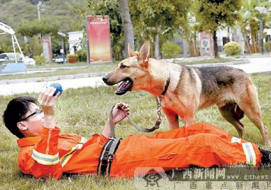 消防搜救犬的“狗爸”包办吃喝拉撒（图）