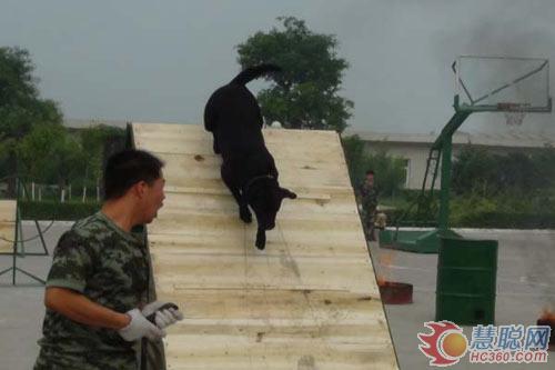 运城消防支队搜救犬训练基地揭牌成立