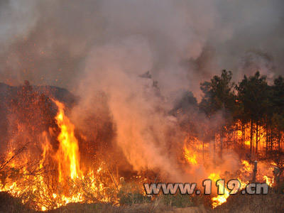 玉溪森林火灾过火面积近2000亩 消防扑救