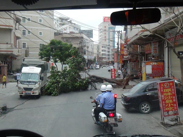 组图：“天兔”来袭 晋江陈埭大树被连根拔起