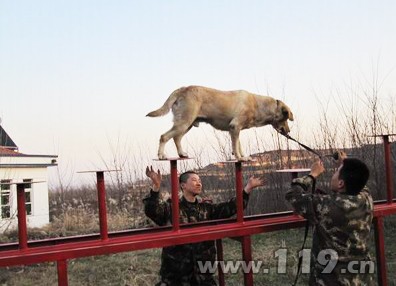 吕梁消防再投五万元购置搜救犬训练器材