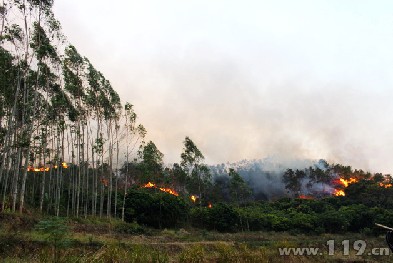 组图：山火肆虐 消防多部门联动5小时扑灭