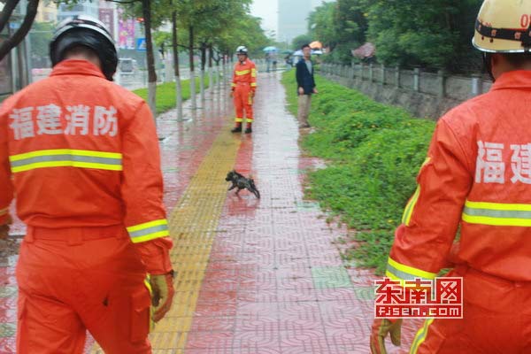 三只小狗掉进下水道 爱心消防来救援