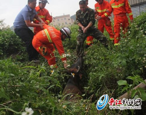 黄牛不慎掉入泥坑 民警消防联手解困