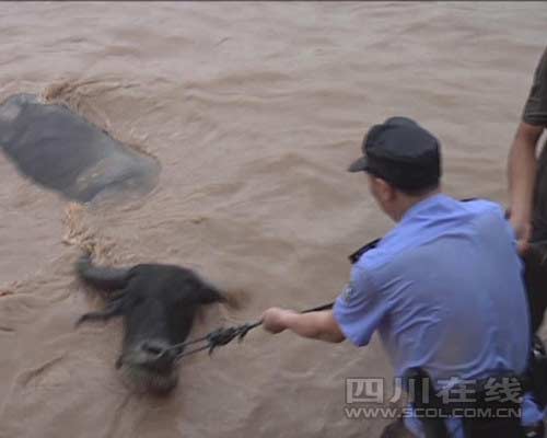 河水水位上涨四头牛被困 消防紧急救援