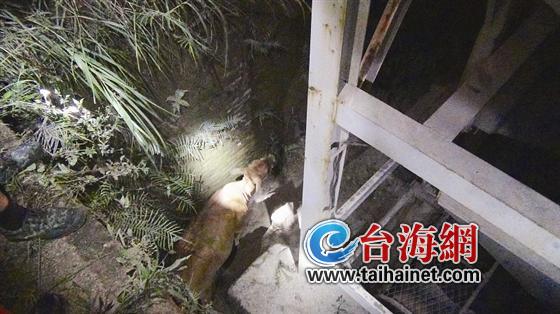 黄牛深陷4米沙坑 警察消防深夜4小时