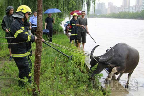 河水水位上涨四头牛被困 消防紧急救援