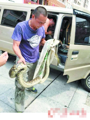 蟒蛇竟藏汽车引擎盖下 消防徒手抓获放生