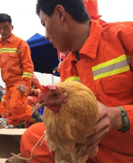 深圳山体滑坡6米的建筑废墟下救出一只活鸡