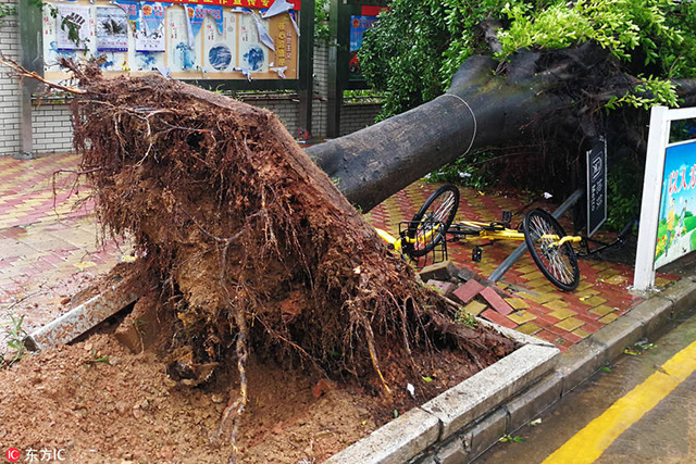 台风来袭，只知道躲在家里可不行