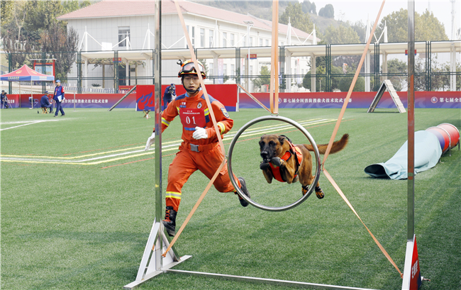 第七届全国消防搜救犬技术比武竞赛在济南落下帷幕